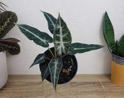 Alocasia Bambino 4pot Live Alocasia Plant Low Light Etsy In 2021 Alocasia Plant Low Light Plants Plants