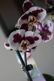 14 99 Whole Foods Orchid All Mine Rare Flowers Orchids Flowers