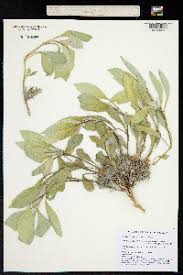 Image result for Petalidium bracteatum