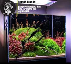 Beli aneka produk ikan hias aquascape online terlengkap dengan mudah, cepat & aman di tokopedia. Rumah Ikan Hias Dan Aquascape Home Facebook