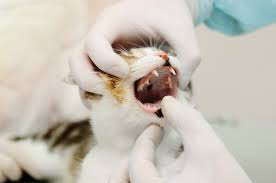 Feline oral squamous cell carcinoma is often seen in older cats. Oral Tumors In Cats Centennial Animal Hospital