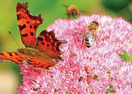 Check spelling or type a new query. Pollinator Friendly Garden Landscape Ontario