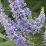 Profile Picture of Air Dried Organic Leaves Lagundi Vitex Negundo Dangla From ... - Etsy (@etsy.com) on Google