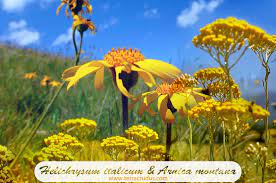 有機意大利永久花精油 有機山金車浸泡油 helichrysum pumpkin patch pumpkin