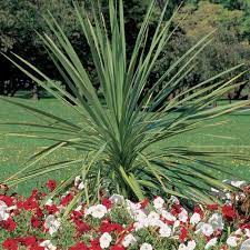 Proven Accents Spikes Dracaena Indivisa Dracaena Plant Shade Plants Dracaena