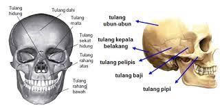 Ajukan pertanyaan tentang tugas sekolahmu. Bagian Rangka Manusia Lengkap Beserta Penjelasannya Kampung Ilmu Artikel Motivasi Motivasi Belajar Materi Pelajaran