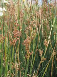 Image result for Juncus exsertus