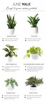 Quick Guide To Find Easy To Grow Indoor Plants June Walk Design Plants House Plant Care Indoor Plants