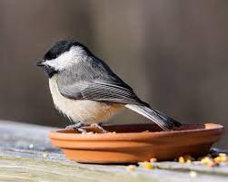 Maybe you would like to learn more about one of these? Central Texas Backyard Birds Travis Audubon