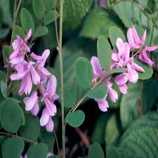 Image result for Indigofera kirkii