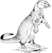 Josh the otter coloring pages. Otter Coloring Pages Novocom Top