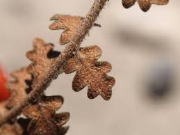 Image result for Dennstaedtiaceae