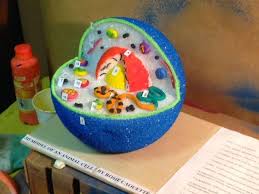 3d Plant Cell Model Styrofoam Ball Google Search Animal Cell Project Cells Project Plant Cell Project