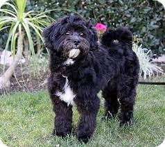 Havanese puppies for sale ca. Newport Beach Ca Havanese Meet Jacob A Pet For Adoption