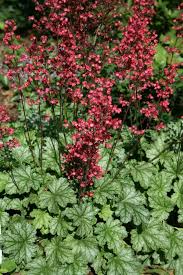 Send free greeting cards, wishes, ecards, funny animated cards, birthday wishes, gifs and online greeting cards with quotes, messages, images on all occasions and holidays such as birthday, anniversary, love, thanksgiving, christmas, season's greetings and much more. Ringing The Coral Bells The Heuchera Story Article By Plant Delights Nursery