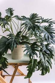 Philodendron Xanadu Philodendron Plant Indoor Plants Hanging Plants