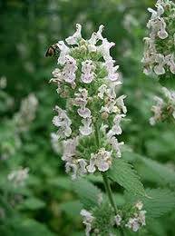 Catnip grass cat für cats ruhig für cats kong pack von 56 gr. Echte Katzenminze Wikipedia