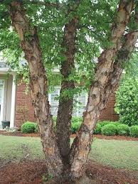 River Birch Trees For Sale Near Me How To Plant A River Birch Tree Trees Betula Nigra Garden Trees Trees To Plant