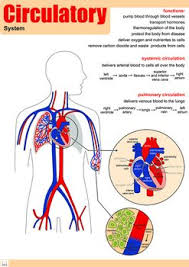 This Poster Belongs To A Series Of Posters About Several Organ Systems They All Have The Constitution Of Ea Circulatory System Human Body Systems Organ System