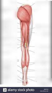 Help yourself in studying the anatomy of the body muscles with this set of free and printable human muscles diagrams labeled 2019. Human Biology Posterior Leg Muscles Diagram Diagram Quizlet