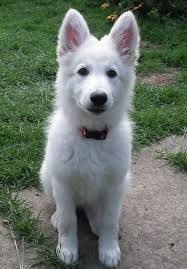 Image Result For White German Shepherd Siberian Husky German Shorthaired Pointer Mix Blackgermanshepherd Blackger White German Shepherd Dogs Shepherd Puppies