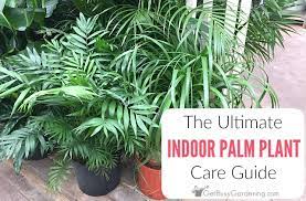 How To Care For Indoor Palm Trees And Plants Palm Plant Care Indoor Palm Trees Palm Plant