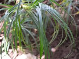 Image result for Pandanus candelabrum