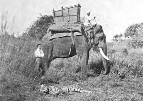 Tiger Hunting Books