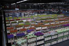 The Aalsmeer Flower Auction In Aalsmeer Holland Is One Of The World S Largest Distributors Of Fresh Flowers W Fresh Flower Market Flower Market Fresh Flowers