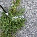 Does roundup poison the soil? Weed Killer Residue Length Of Time Chemical Herbicides Linger In Soil