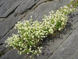 Image result for Galium scabrellum