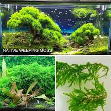 Native Weeping Moss Micro Aquatic Shop Bettafish Aquarium Fish Fishtank Tropicalfish Freshwater Bonsa Tropical Fish Tanks Aquascape Aquascape Aquarium