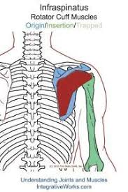 Pin On Muscle Repair Exercises