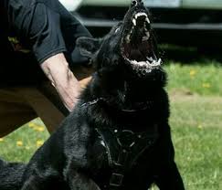 German shepherd dog puppies for sale near saco, maine, usa, page 1 (10 per page) puppyfinder.com is your source for finding an ideal german shepherd dog puppy for sale near saco, maine, usa area. Black German Shepherd Breeder Serious Black German Shepherds