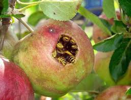 Best apples bees in chula vista, ca. Apple Full Of Bees Nope