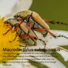 Image result for Dichaetanthera erici-rosenii