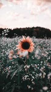 Blumen Hintergrundbilder Blumen Hintergrund Blumen Hintergrund Iphone Hintergrundbilder Blumen Wir haben diese art von hintergrundbilder: blumen hintergrundbilder blumen