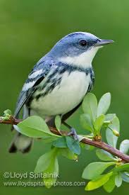 Birds Of Eastern North America Puzzle Cerulean Warbler Setophaga Cerulea Breeds In North America To South America World Birds Beautiful Birds Wild Birds