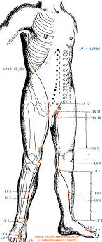 Lv Liver Meridian Graphic Chinese Medicine Theory Yin