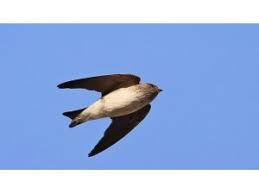 Kırlangıç adası, izleyenin dikkatinden kaçmadı. Cizgili Gerdanli Kirlangic Turkiye De Ilk Kez Goruldu