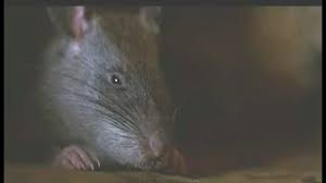 Ben (2003 Willard) Micheal Jackson