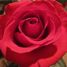 Maybe you would like to learn more about one of these? A Circle Of Fragrant Roses Around The House Five Pleasant Varieties