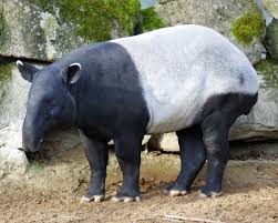 Number 3 and 4 shows us once again how smart & amazing nature is. Malayan Tapir Facts Diet Habitat Pictures On Animalia Bio