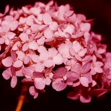 Image result for Hydrangea arborescens Pink Anabelle