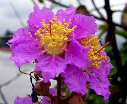 Image result for Lagerstroemia speciosa