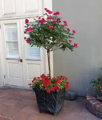 Considered among the most beautiful flowering trees, especially during spring, it blooms in april and may. Patio Trees Best Potted Trees For Flower Fragrance And Patio