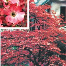 New growth is a reddish green that turns a rich green as leaves mature. Cherokee Chief Dogwood Direct Gardening