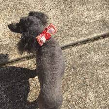 Hello, we hope everyone is staying warm and safe. Puppy Love Grooming Salon Pet Sitting 13730 Beamer Rd Pearland Tx Phone Number