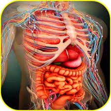 This app is for promotional purposes only. Atlas Of Human Anatomy Offline Apk 1 0 Download For Android Download Atlas Of Human Anatomy Offline Apk Latest Version Apkfab Com