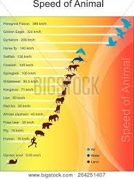 Fastest Animal Chart Vector Photo Free Trial Bigstock